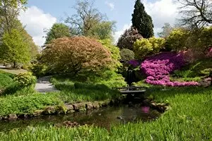 Water Gallery: Iris dell with pink azalea