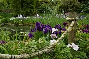 Pond Gallery: Iris ensata