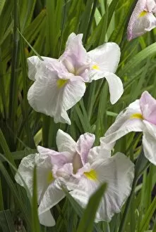 Flowers Gallery: Iris ensata