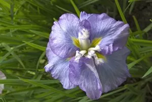 Purple Flower Gallery: Iris ensata