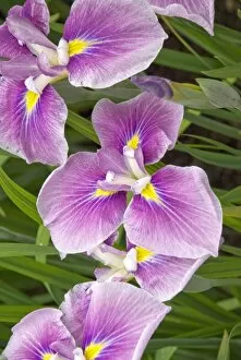 Flowers Gallery: Iris ensata