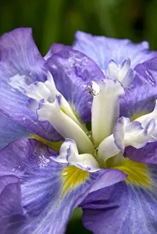 Flowers Gallery: Iris Garden at wakehurst