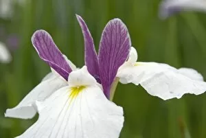 Iris Ensata Gallery: Iris Garden at wakehurst