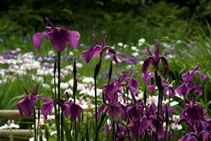 Wakehurst Place Collection: Iris Garden at wakehurst Place