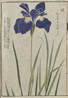 Calligraphy Gallery: Iris (Iris sanguinea), woodblock print and manuscript on paper, 1828