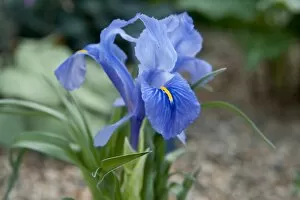 Blue Flower Gallery: Iris planifolia