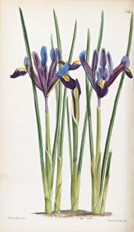 Purple Flower Gallery: Iris reticulata, 1866