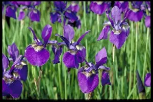 White Gallery: Iris sibirica