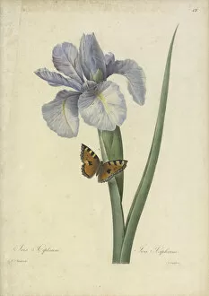 Botanical Drawing Gallery: Iris xiphium, 1824 -1834