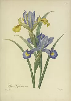 Blue Flower Collection: Iris xiphium variété, 1824 -1833