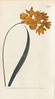 Curtis's Botanical Magazine Gallery: Ixia polystachya, 1805