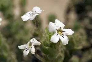 Desert plants Collection: Jamesbrittenia mexii
