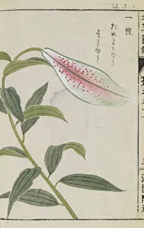 Images Dated 31st October 2017: Japanese Golden Ray Lily (Lilium auratum), woodblock print and manuscript on paper, 1828