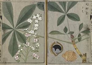 Edible Plant Gallery: Japanese Horsechestnut (Aesculus turbinata), woodblock print and manuscript on paper, 1828