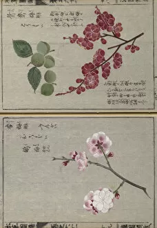 Double Page Collection: Japanese plum (Prunus mume), woodblock print and manuscript on paper, 1828