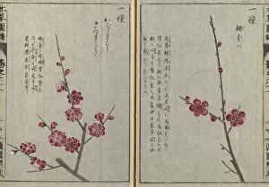 Double Page Gallery: Japanese plum or ume, (Prunus mume), woodblock print and manuscript on paper, 1828