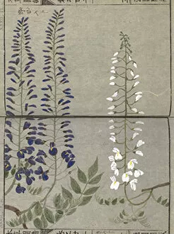 Illustration Gallery: Japanese wisteria (Wisteria floribunda), woodblock print and manuscript on paper, 1828