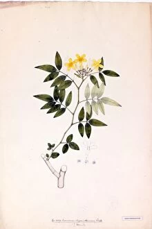 Paintings Collection: Jasminum chrysanthemum, R. (Jasmine)