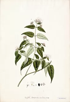Botanical Art Gallery: Jasminum scandens, Willd
