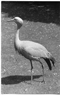 Bird Collection: Joey the Stanley Crane, Kew Gardens