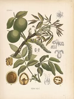 Watercolors Gallery: Juglans regia (walnut), 1887
