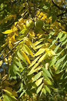 Autumn Colour Collection: Juglens nigra, Alburyensis