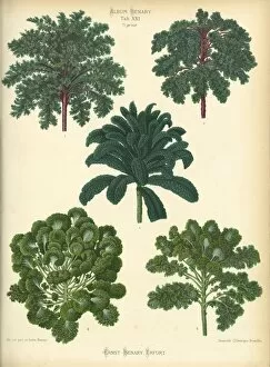 Food Gallery: Kale and Brussels Sprouts varieties