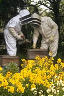 Kew bee hives