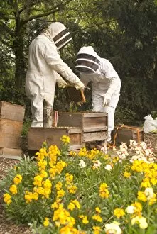 In the gardens Collection: Kew bee hives