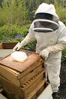 In the gardens Collection: Kew bee keeper