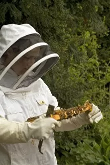 In the gardens Collection: Kew bee keeper