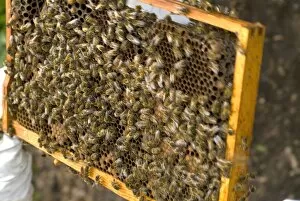 Hive Gallery: Kew bees