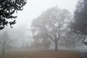 Trees in the landscape Collection: Kew Gardens in the mist