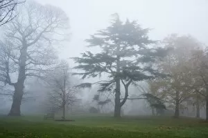 Trees in the landscape Collection: Kew Gardens in the mist