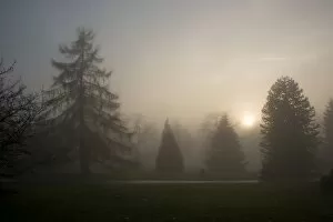 Trees in the landscape Gallery: Kew Gardens in the mist