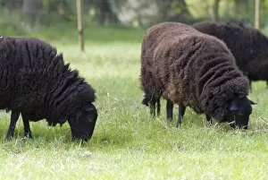 Black Welsh Mountain Gallery: Kew sheep