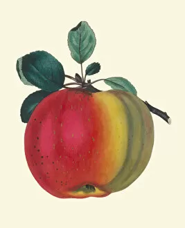 Plant Portrait Collection: Kirkes Scarlet Admirable Apple, 1829