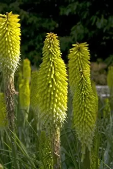 Images Dated 7th February 2008: Kniphofia