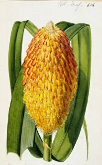 Botanical Art Collection: Kniphofia rooperi, Moore