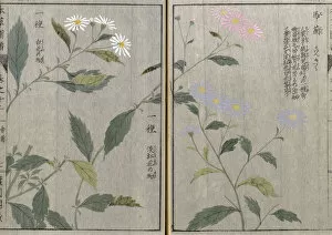 Double Page Collection: Koyomena (Kalimeris indica), woodblock print and manuscript on paper, 1828
