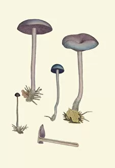 Fungi Collection: Laccaria amethystina, 1795-1815