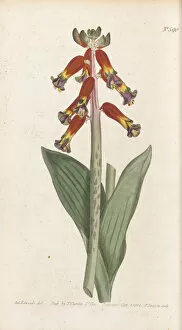 Hand Coloured Gallery: Lachenalia bulbifera, 1803