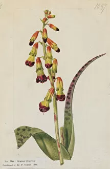 Botanical Illustration Gallery: Lachenalia quadricolor, 1808