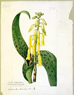 Botanical Art Gallery: Lachenalia quadricolor (┼Æ.) lutea ( Spotted-leaved Yellow Lache