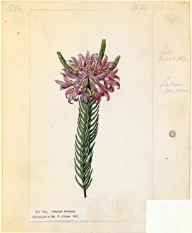 Lachnaea purpurea, Andrews ('Purple-flowered Lachnaea')