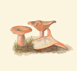 Mushroom Collection: Lactarius deliciosus, c. 1915-45