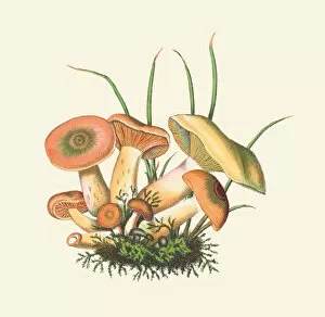Mushroom Collection: Lactarius deliciosus, Tafein 6, 1831-1846