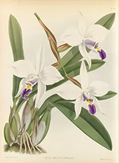 Botanical Illustration Gallery: Laelia anceps, 1882-1897