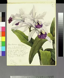 Water Color Gallery: Laelia schilleriana splendens (Laeliocattleya schilleriana), 1862