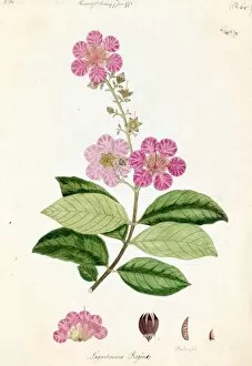 18th Century Collection: Lagerstroemia regina, Willd